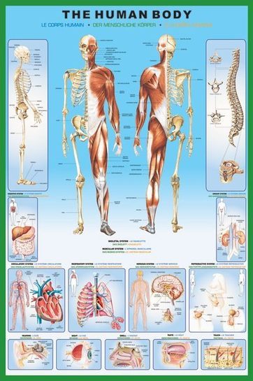 Całość plakatu edukacyjnego przedstawiającego anatomię człowieka.