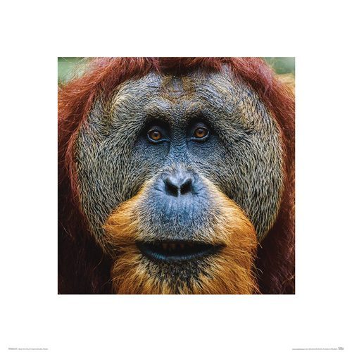 Orangutan - reprodukcja