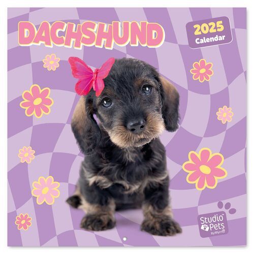 Studio Pets Dachshund - kalendarz 2025