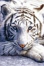 Tygrys Bengalski - plakat