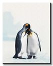 King Penguin - Obraz na płótnie