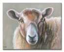 Looking Sheepish - Obraz na płótnie
