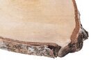 Plaster drewna brzoza plastry drewniane 18-23 cm
