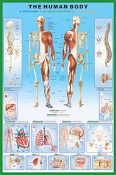 Ciało Człowieka Anatomia - plakat