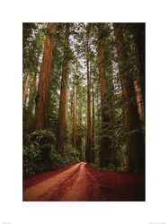 Droga wśród Sekwoi - reprodukcja