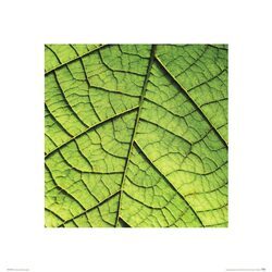 Nerw Liścia - reprodukcja