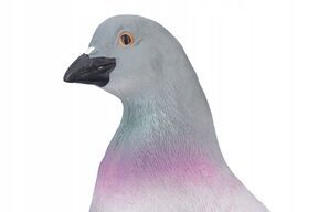 Gołąb ptaki ozdoby do ogrodu figurki ogrodowe